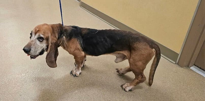Doc - Basset Hound