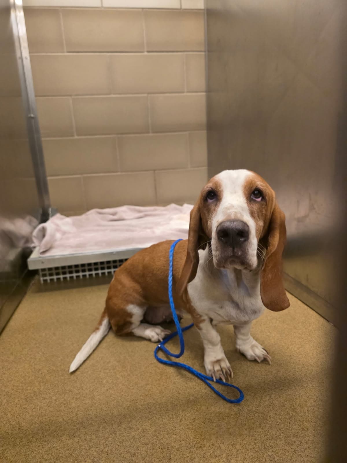 Peaches - Basset Hound