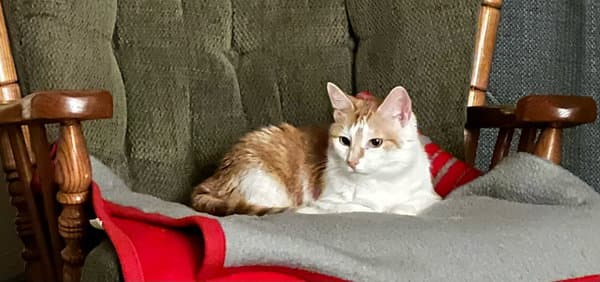 Abigail Road - Domestic Short Hair