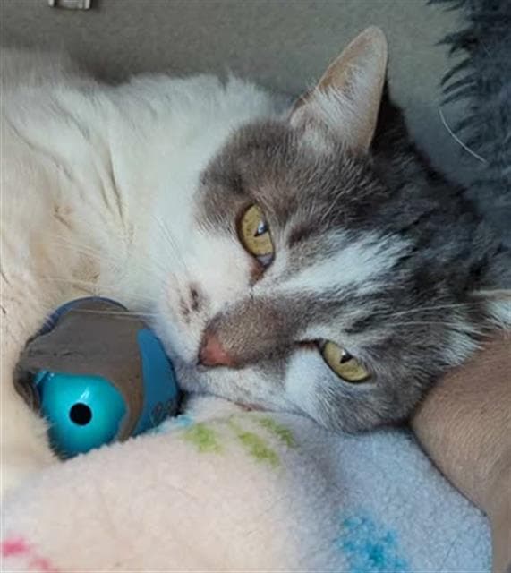 Harriet - Domestic Short Hair