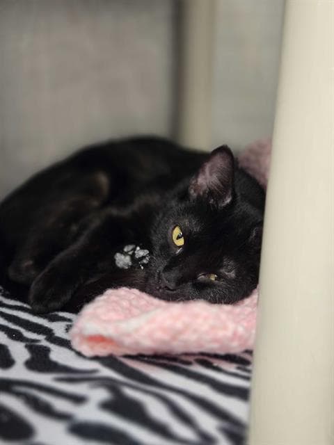 Vermeer - Domestic Short Hair