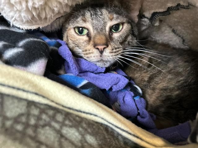Judge Judy - Domestic Short Hair