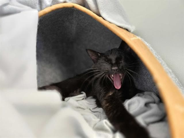 Stuart Semple - Domestic Short Hair