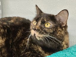 Junebug image 1