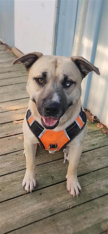 Jacoby - Husky
