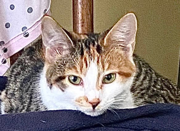 Anniston - Domestic Short Hair