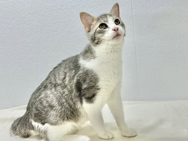 Walter Aka Wally - Domestic Short Hair