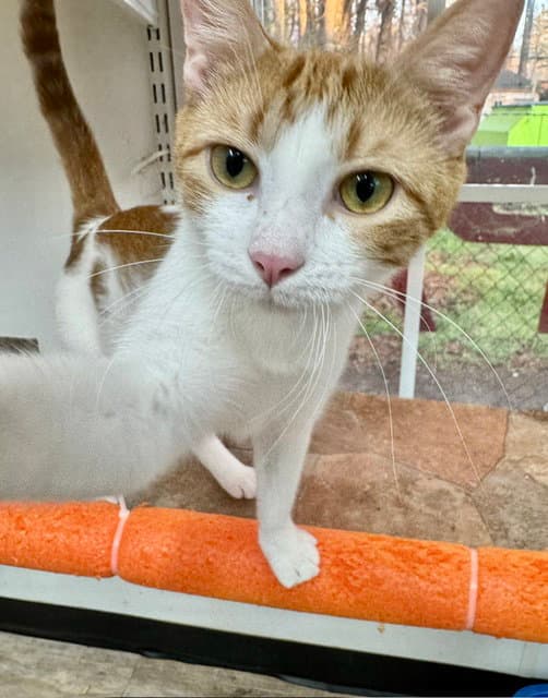 Zara - Domestic Short Hair