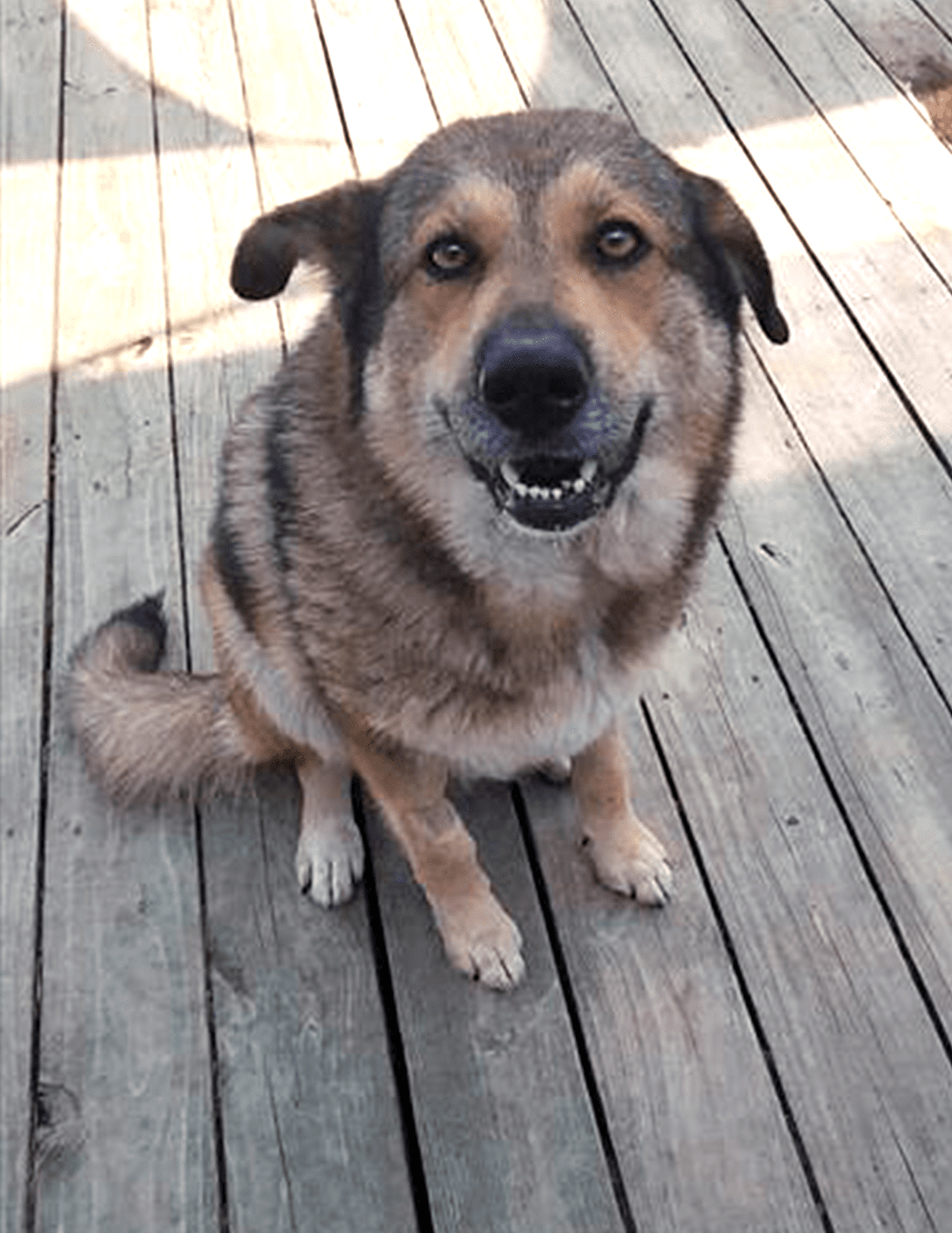 Willow - German Shepherd Dog