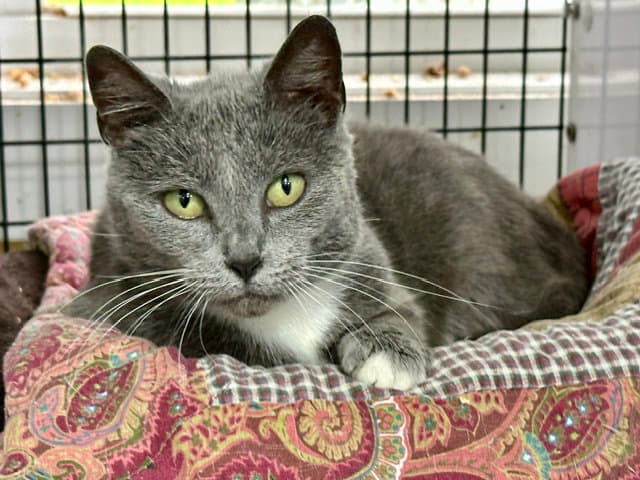 Violet - Domestic Short Hair