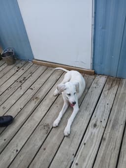 Otis image 3