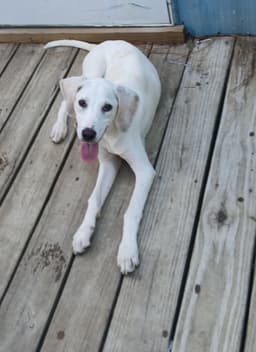 Otis image 1
