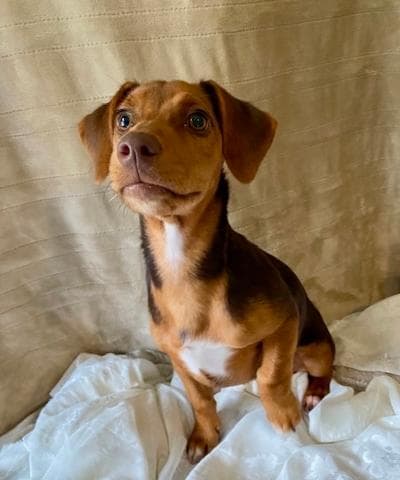 Delia - Dachshund