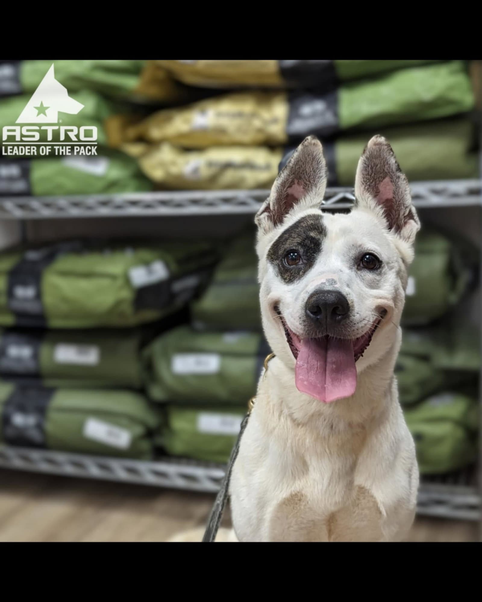 Mimi - Australian Cattle Dog/Blue Heeler
