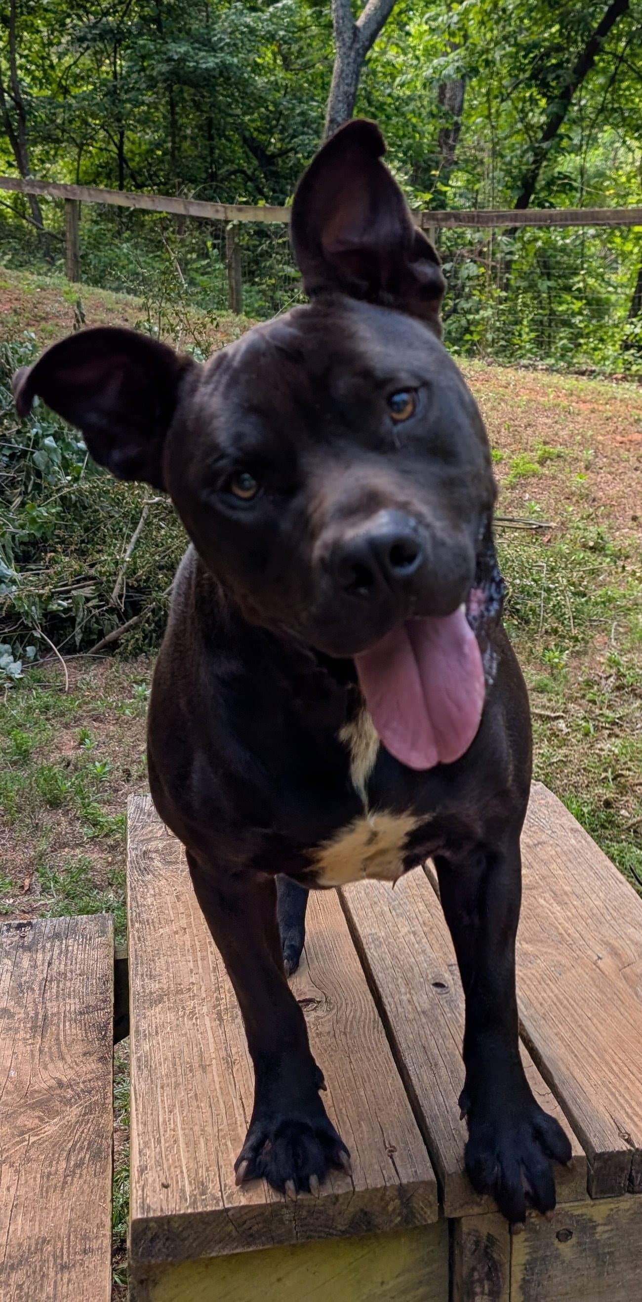 Kane - American Bulldog