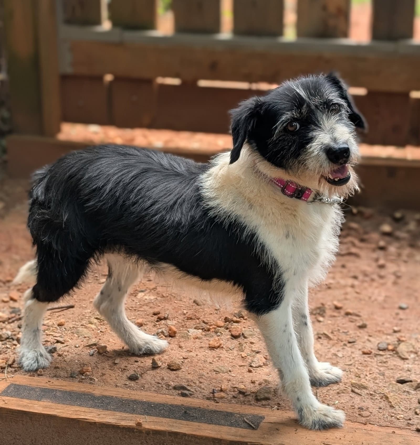Noelle - Terrier