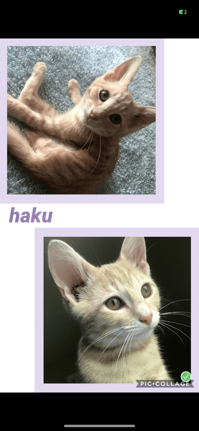 Haku - Tabby