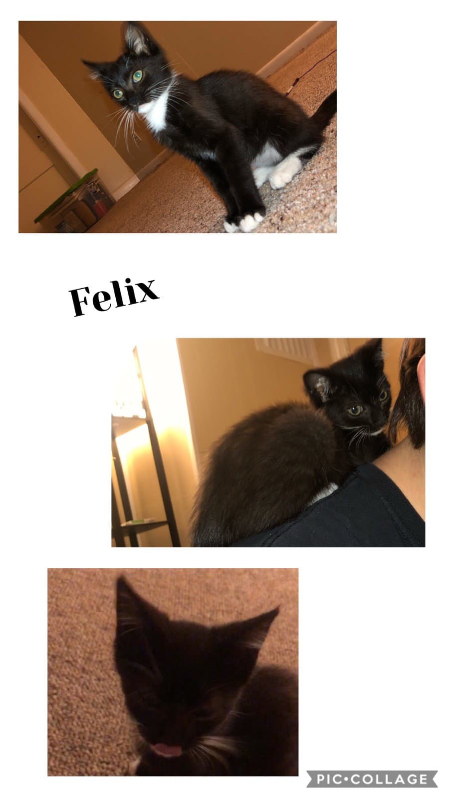 Felix - Domestic Short Hair