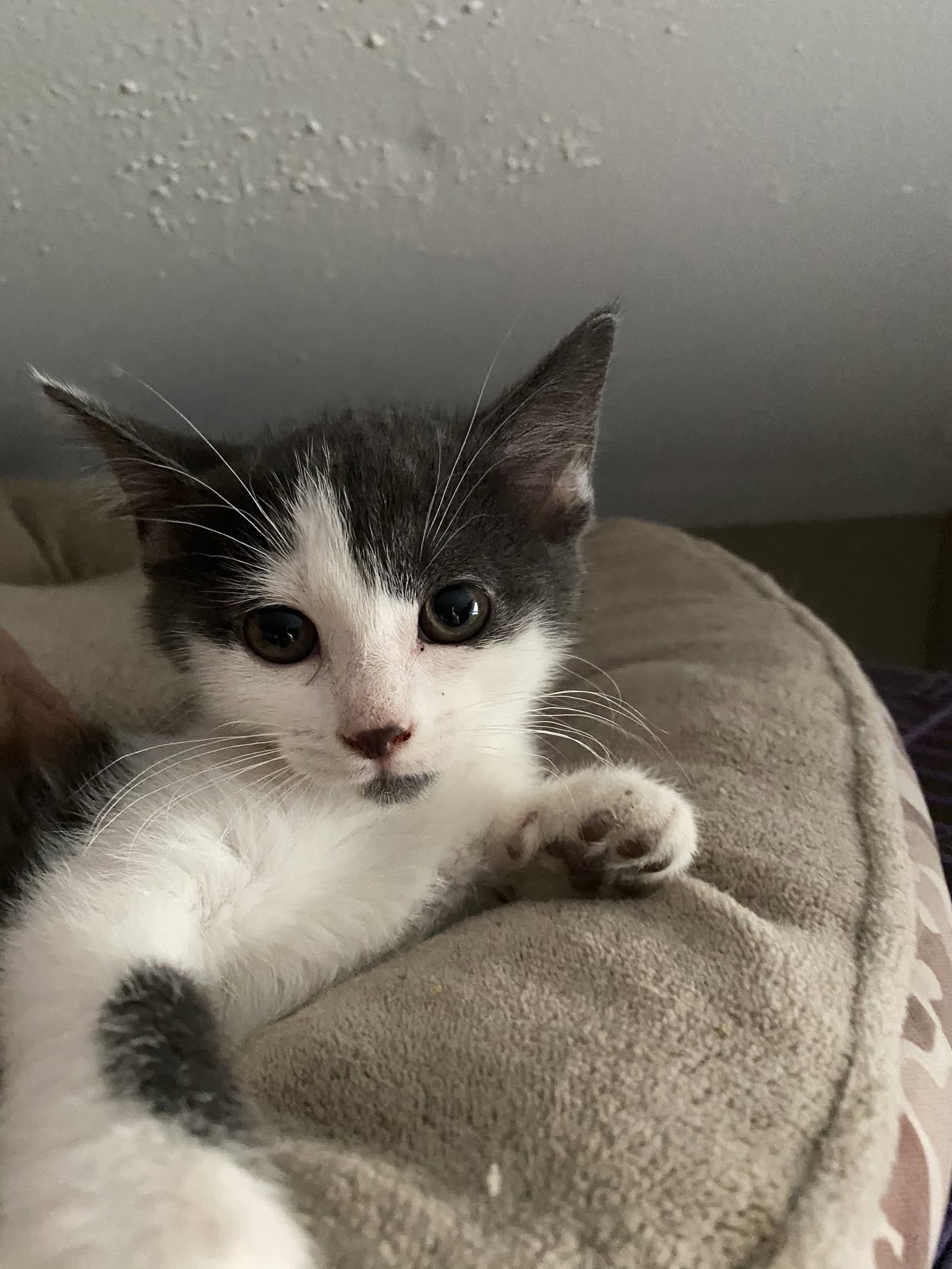 Rawlings - Domestic Short Hair