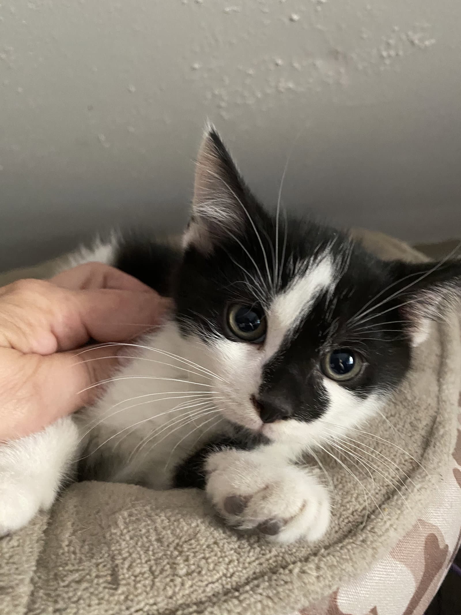 Reid - Domestic Short Hair