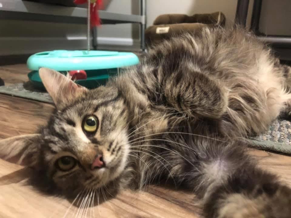 Jolene - Domestic Medium Hair