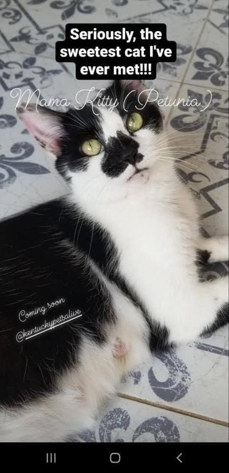 Petunia - Domestic Short Hair