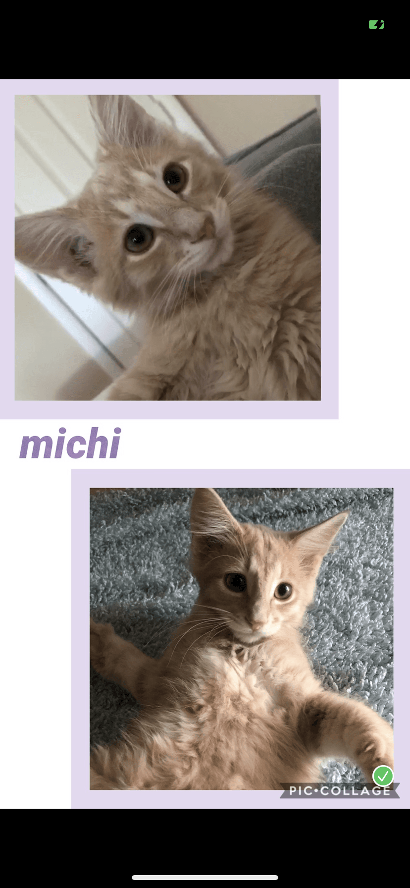 Michi - Tabby