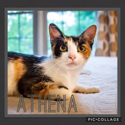 Momma Athena image 1