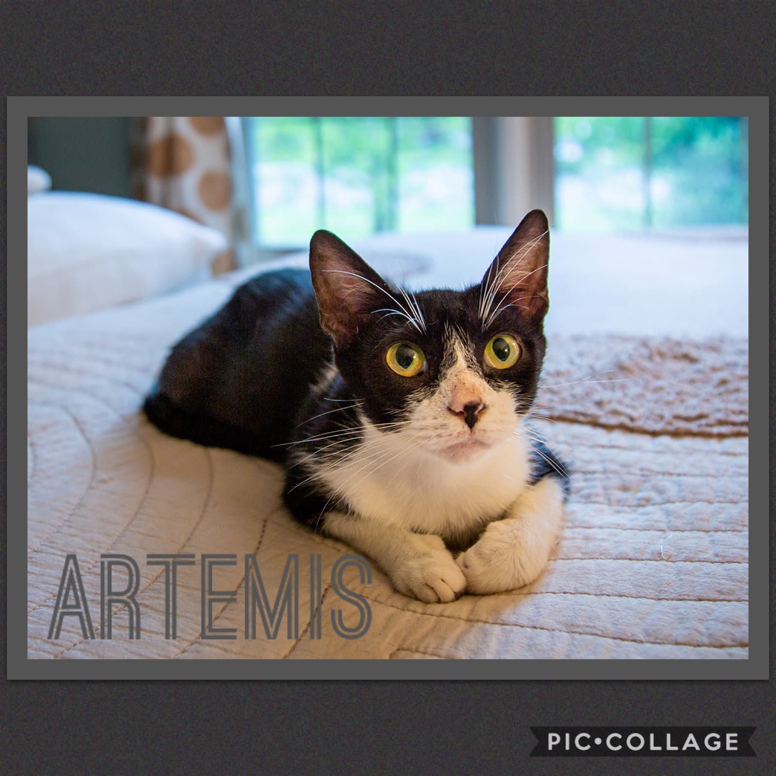 Artemis - Domestic Short Hair