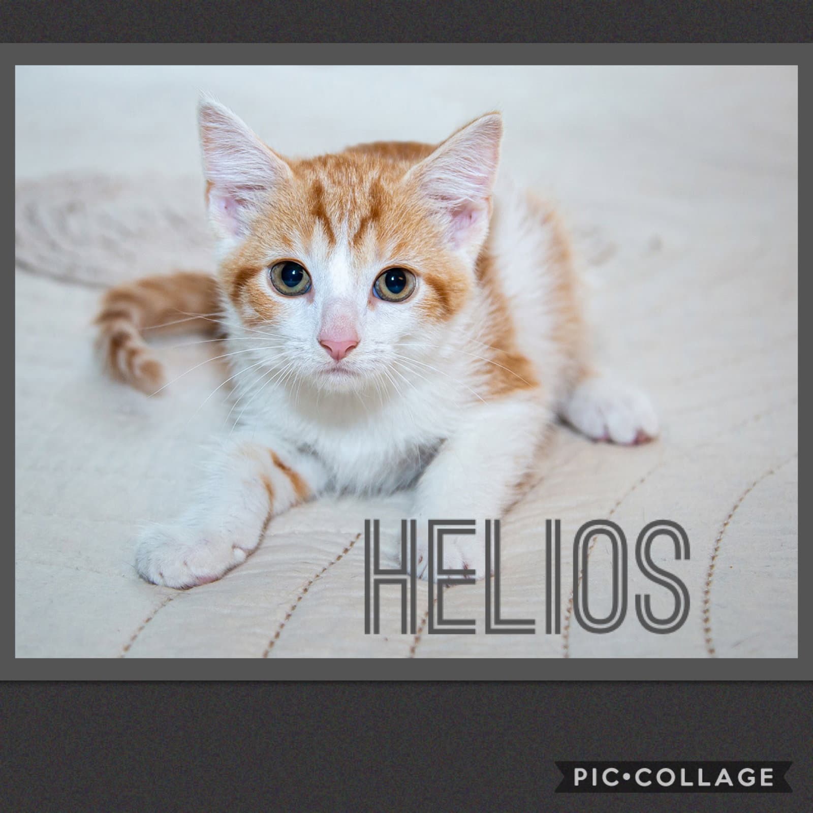 Helios - Tabby