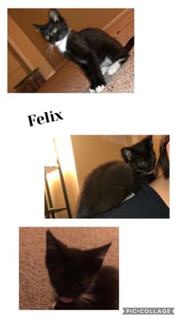 Felix image 1