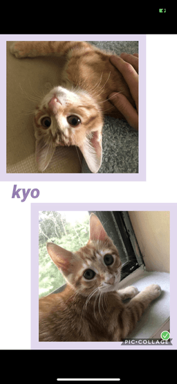 Kyo image 1