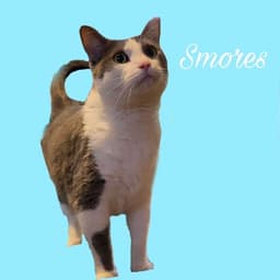 S'mores image 1