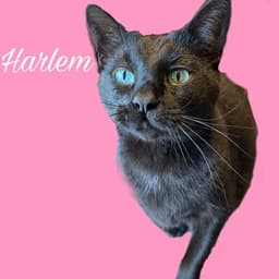 Harlem image 1