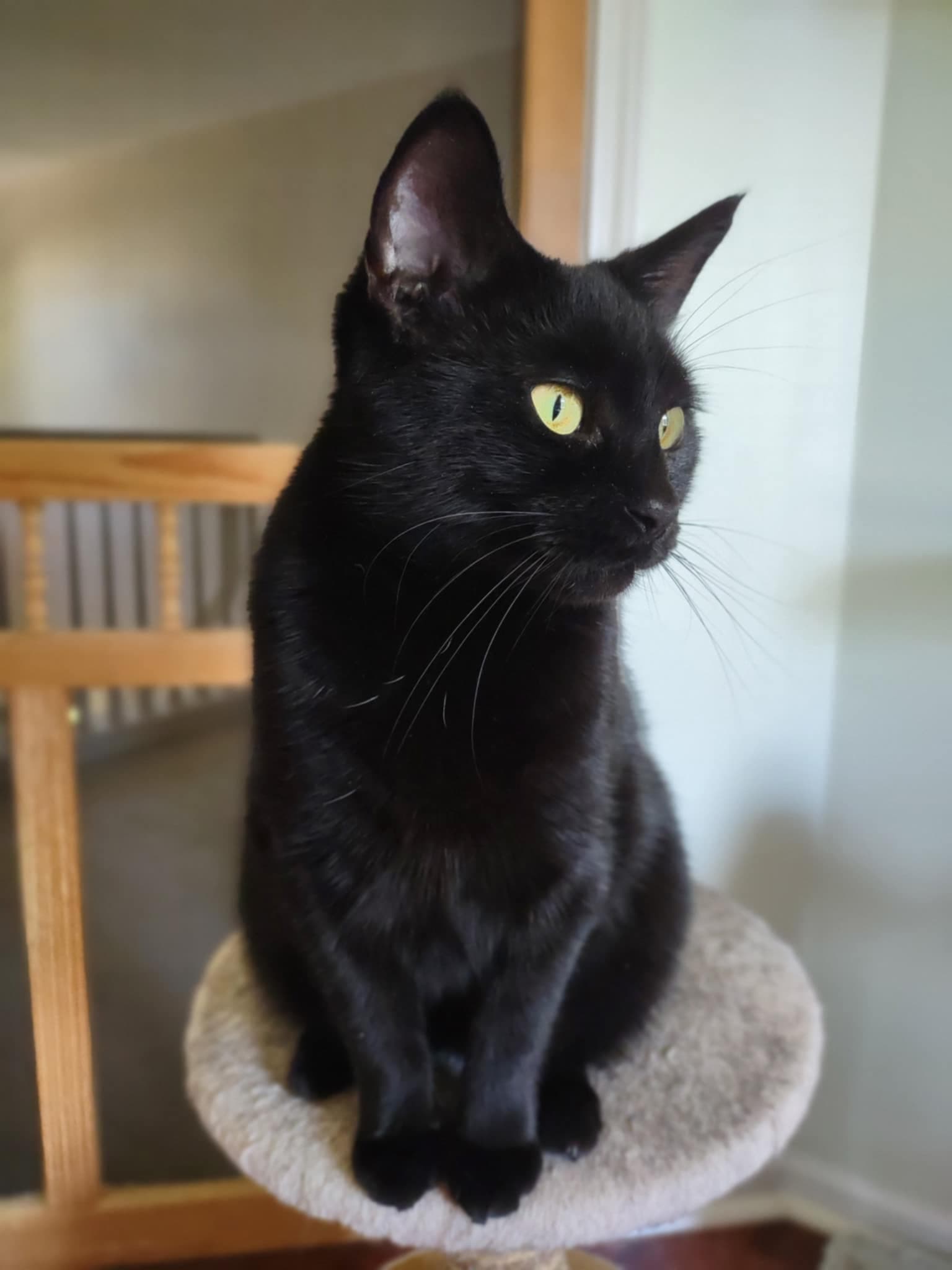 Mama - Domestic Short Hair