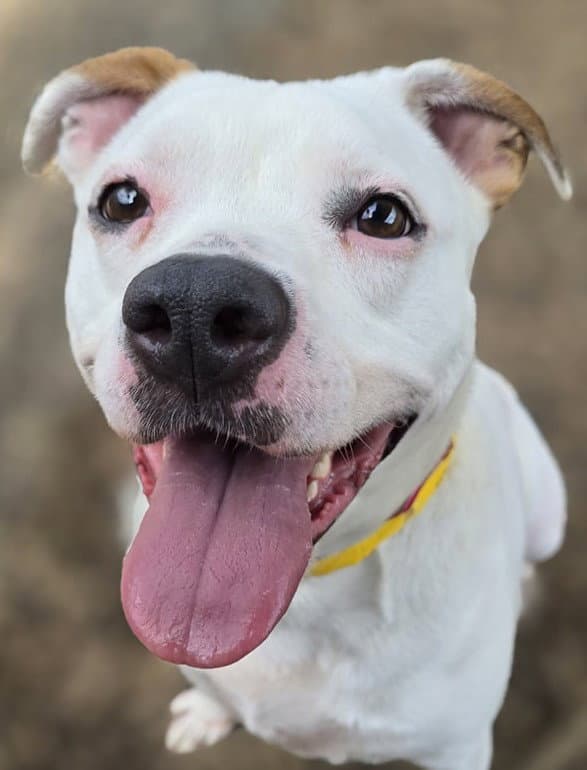 Zada - Pit Bull Terrier