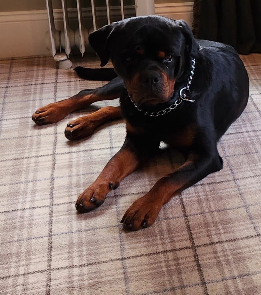 Goliath-Courtesy Post - Rottweiler