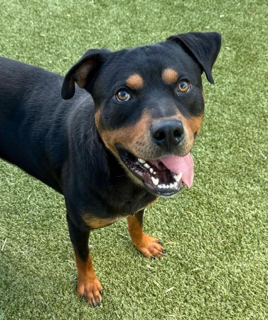 Lochness - Rottweiler
