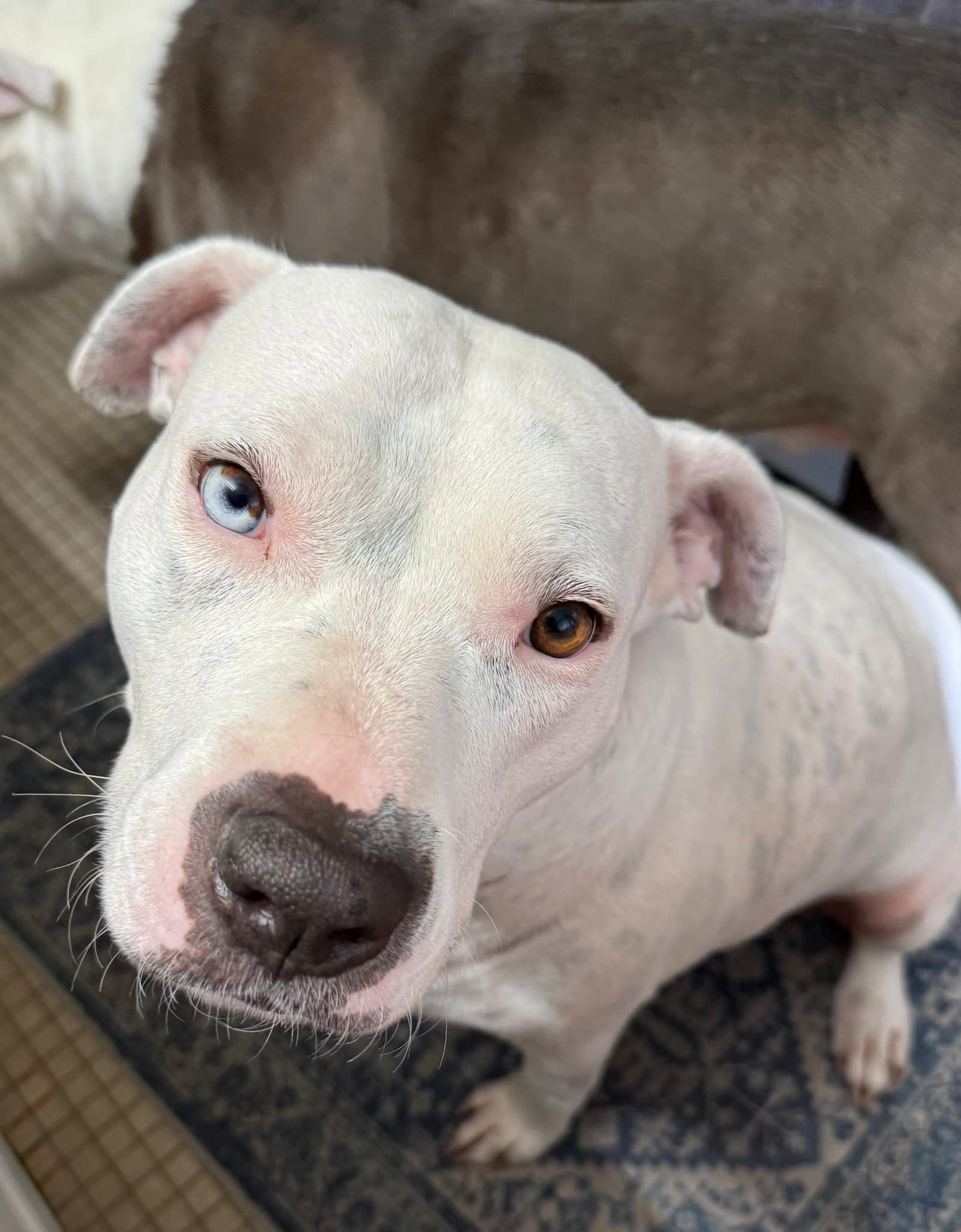 Vespa - American Pit Bull Terrier