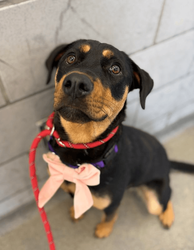 Ash - Rottweiler