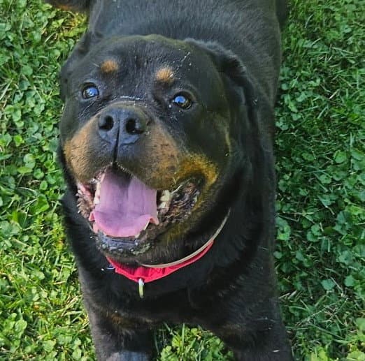 Coco Mellon - Rottweiler