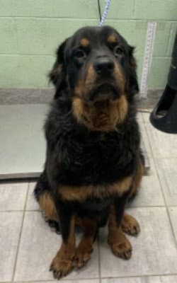 Apollo - Rottweiler
