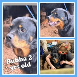 Bubba image 2