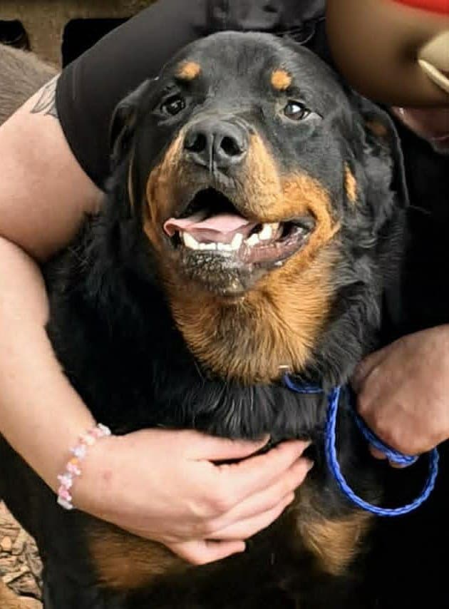 Bubba - Rottweiler