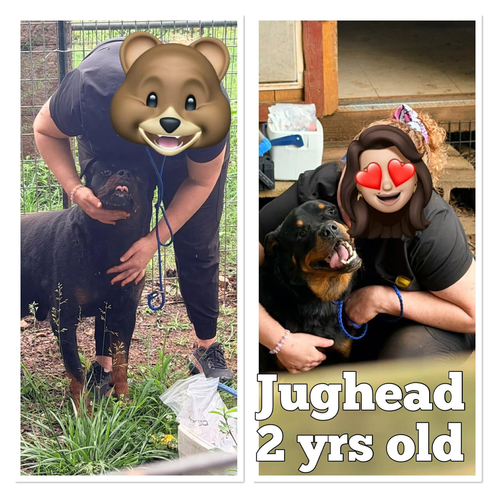 Jughead - Rottweiler