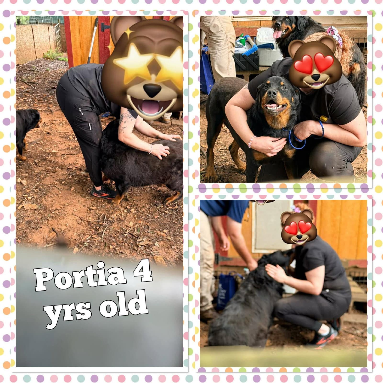 Portia - Rottweiler