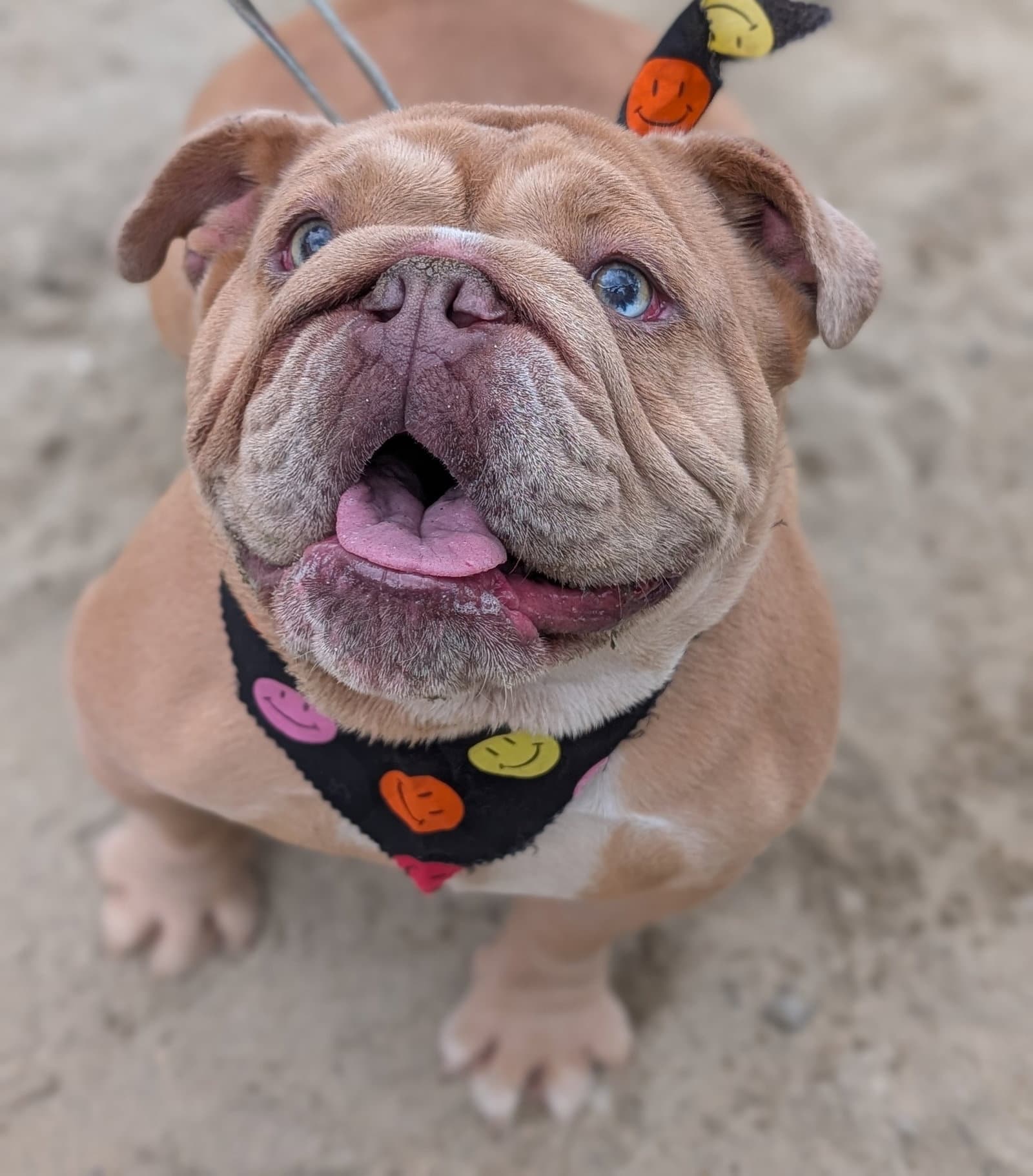 Diamond - Bulldog