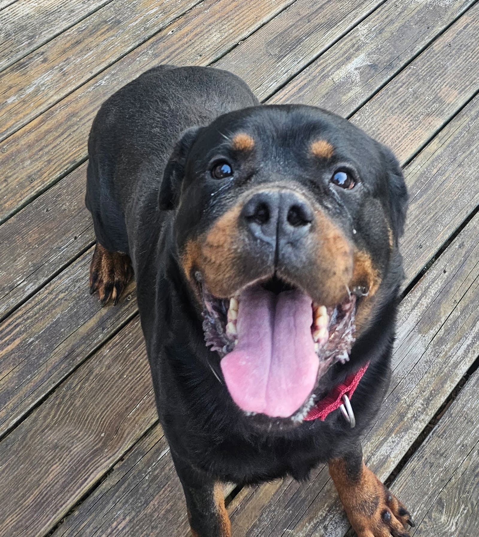 Roy - Rottweiler