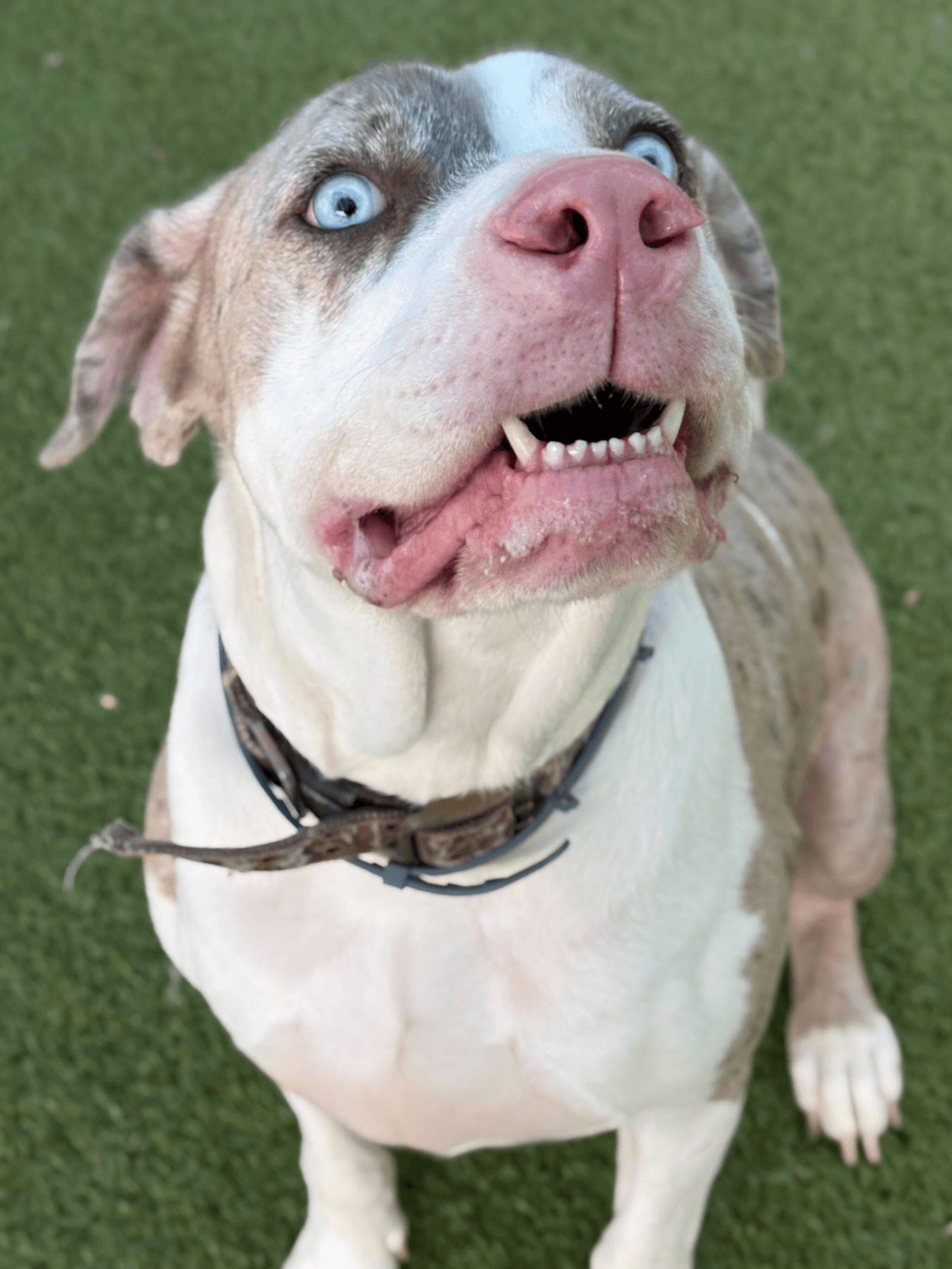Dozer - Great Dane