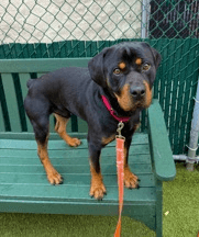 Chandler - Rottweiler